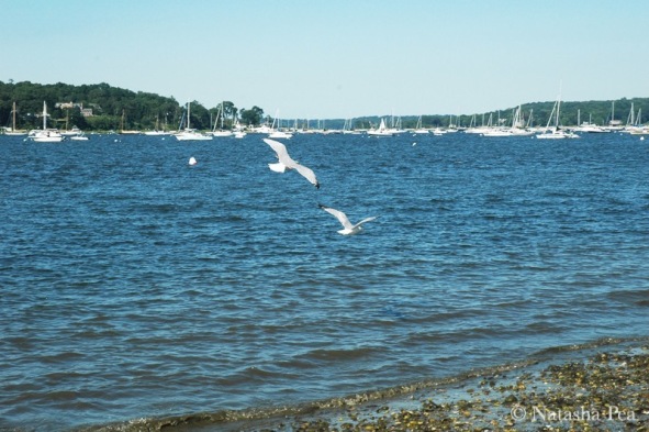 Oyster Bay seagulls